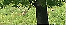 Szarvasok2
