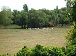 szürkemarhákok