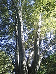 Platánok