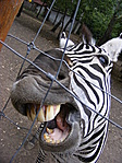 Harapós zebra