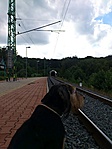 Kiszagolom jön-e a vonat!