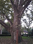 2. Deák Ferenc fája
