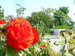 Rózsák