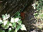 GCapsz_2012085160718.jpg