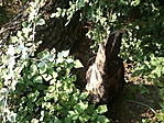 GCapsz_2012085160724.jpg