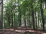 erdő