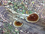 ganoderma 2