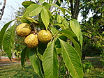Mérges vadgesztenye