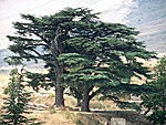 Cédrusok Libanonban