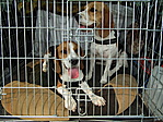 Beagle banda