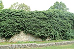 Borostyánfal.