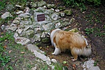 Vízkereső