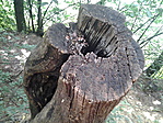 2.