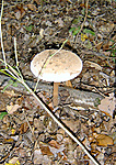 Őzlábgomba