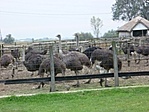 kép1