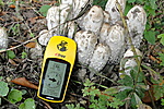 Gyapjas tintagomba GPS-el