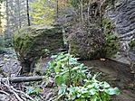 Ágak