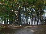 Öreg fa