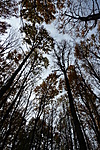 Őszi erdő