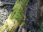 GCKALI_20130216110939.jpg