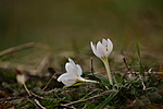 Közelről