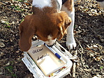 Amikor a beagle vizslat. :-)