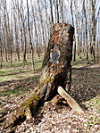 a temetőben