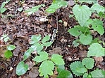 Foltos szalamandra