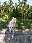Panka is a ládát kereste