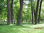 A Helikon-park fatörzsei :-)