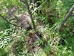 GCZELE_2013055154641.jpg
