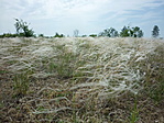 Homoki árvalányhaj (Stipa borysthenica) a homokbuckákon