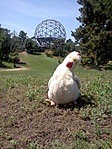Gömböc