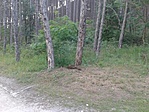 GCTELJ_20130615075052.jpg