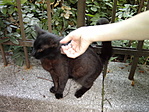 Fekete cicamama