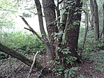 GCZLBT_20130626190837.jpg