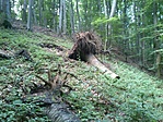 GCRedl_20130612092624.jpg