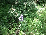 GCRedl_20130612095330.jpg