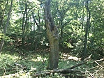 GCRedl_20130612095340.jpg