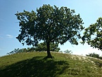 GCRedl_20130612095759.jpg