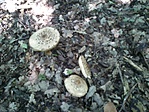 GCRedl_20130612101916.jpg
