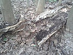 GCRede_20130628170634.jpg