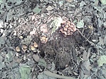 GCRede_20130628170934.jpg