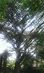 GClibc_20130623111456.jpg