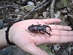 Mrs. Vs Bug