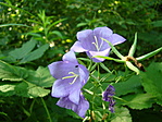 Nyár