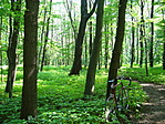 Erdőrészlet