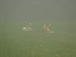 Fogvatartóink