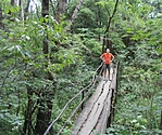 A fahídon