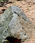 Gyíkocska
